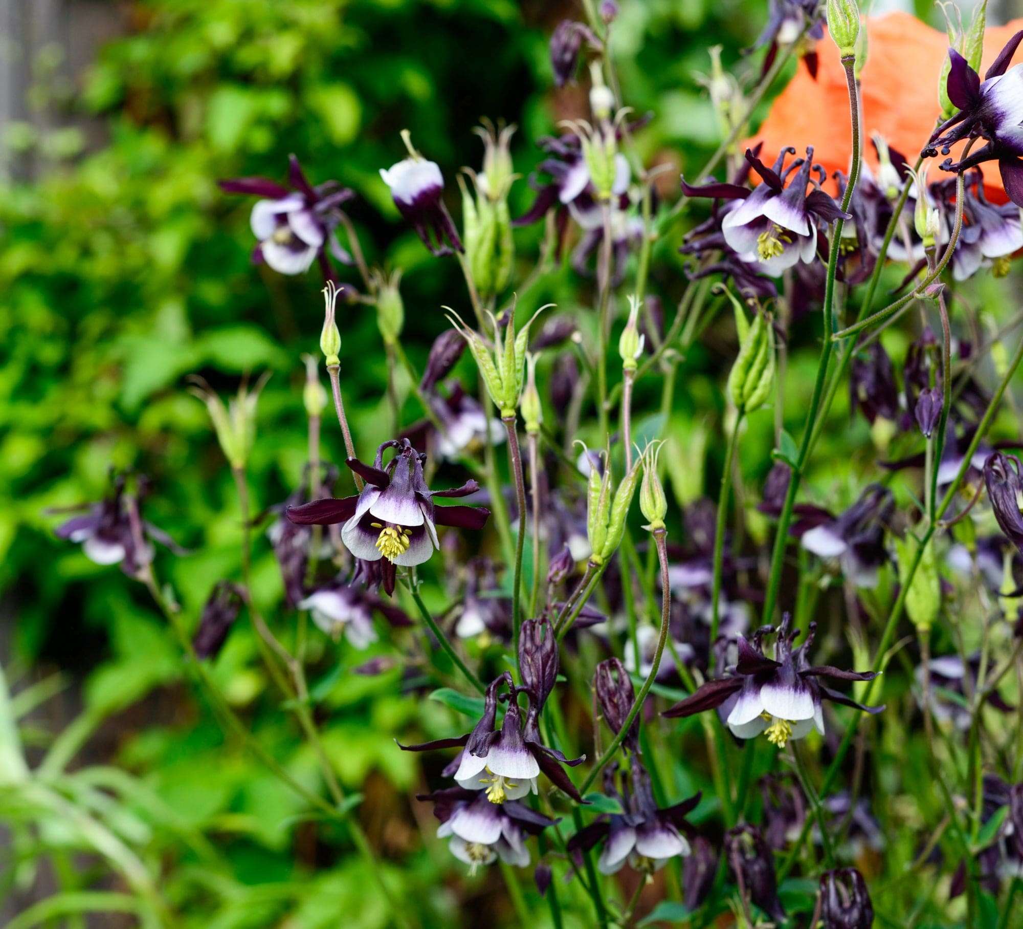 Akleja 'William Guiness'